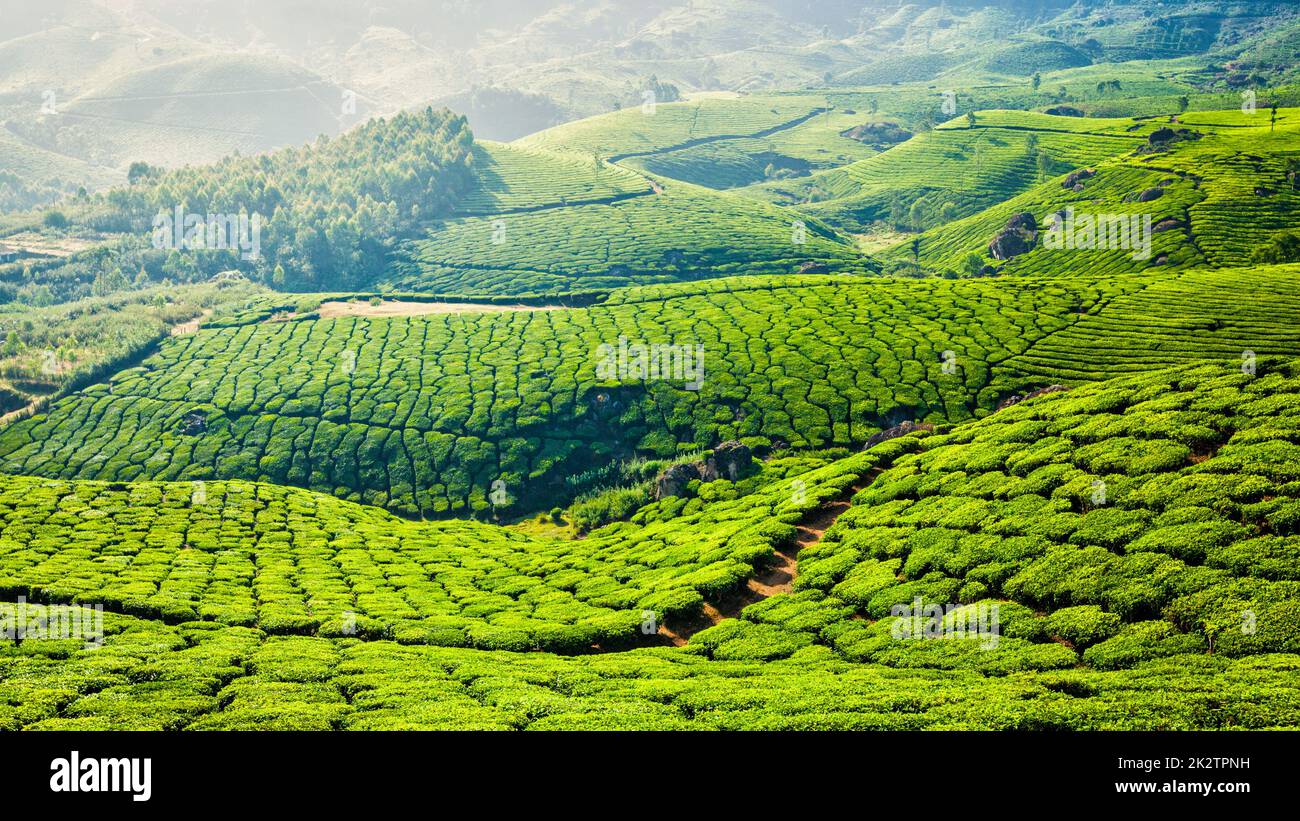 Les plantations de thé vert de Munnar, Kerala, Inde Banque D'Images