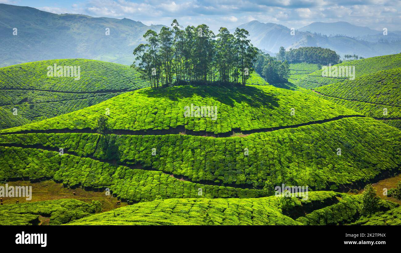 Les plantations de thé vert en Inde Banque D'Images