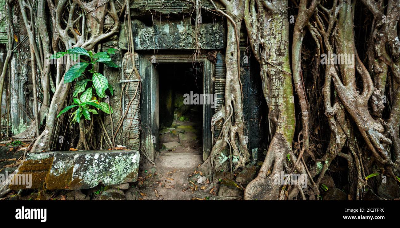 Porte ancienne en pierre et des racines d'arbre, Ta Prohm temple Banque D'Images
