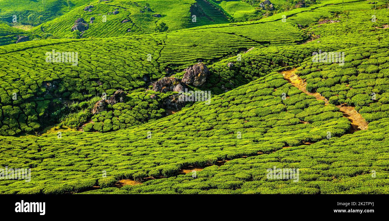 Les plantations de thé vert de Munnar, Kerala, Inde Banque D'Images