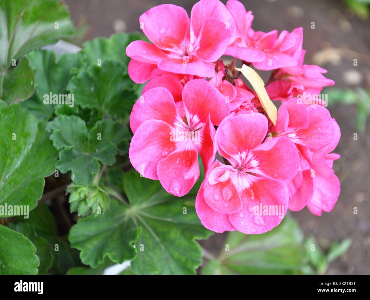 Fleur Pelargonium (Latino Pelargonium) ou Geranium (Latino Geranium) rose  pâle après la pluie Photo Stock - Alamy