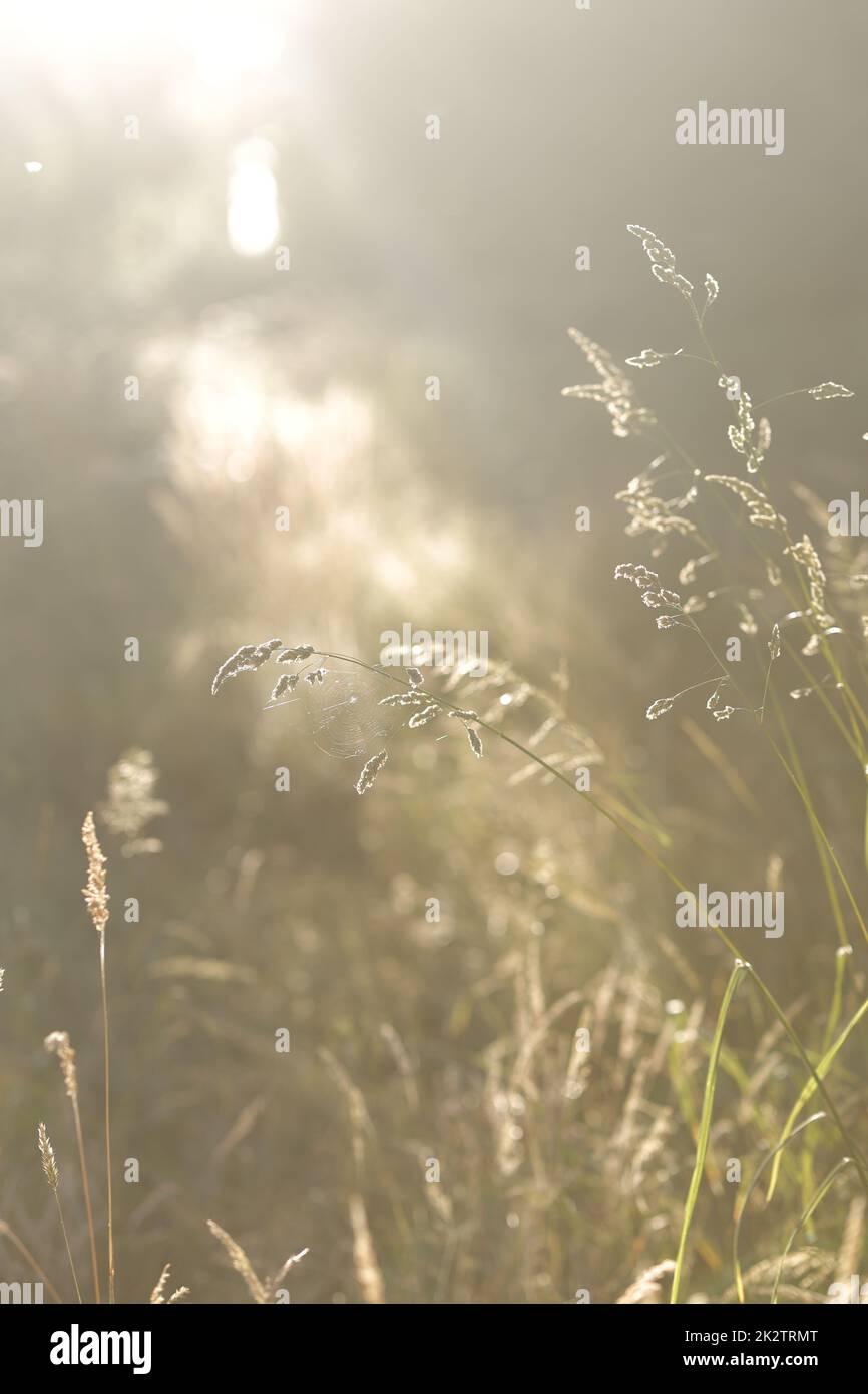 Mauvaises herbes séchées sous la lumière du soleil faible profondeur de champ. Atmosphère de fin d'été Banque D'Images