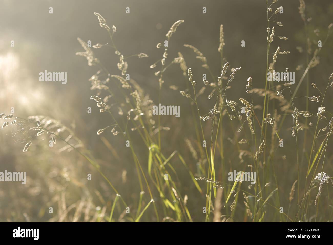 Mauvaises herbes séchées sous la lumière du soleil faible profondeur de champ. Atmosphère de fin d'été Banque D'Images