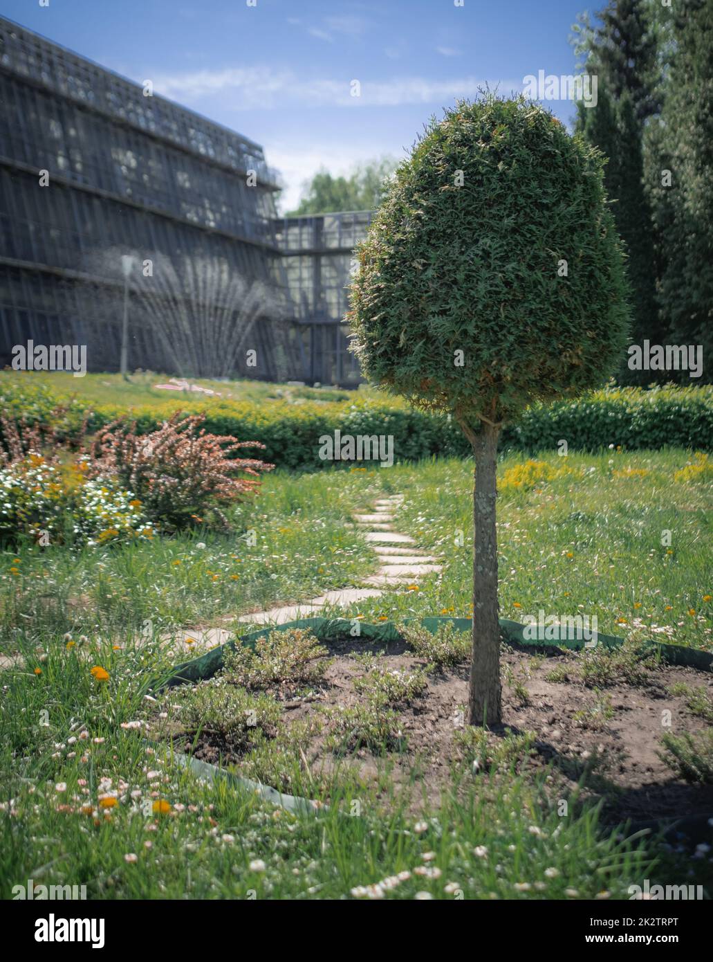 Un paysage avec un arbre bien entretenu sur le fond botanique de serre avec système d'arrosage Banque D'Images