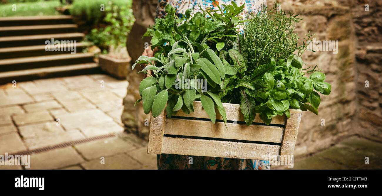 Jardinier anonyme avec des verts assortis Banque D'Images