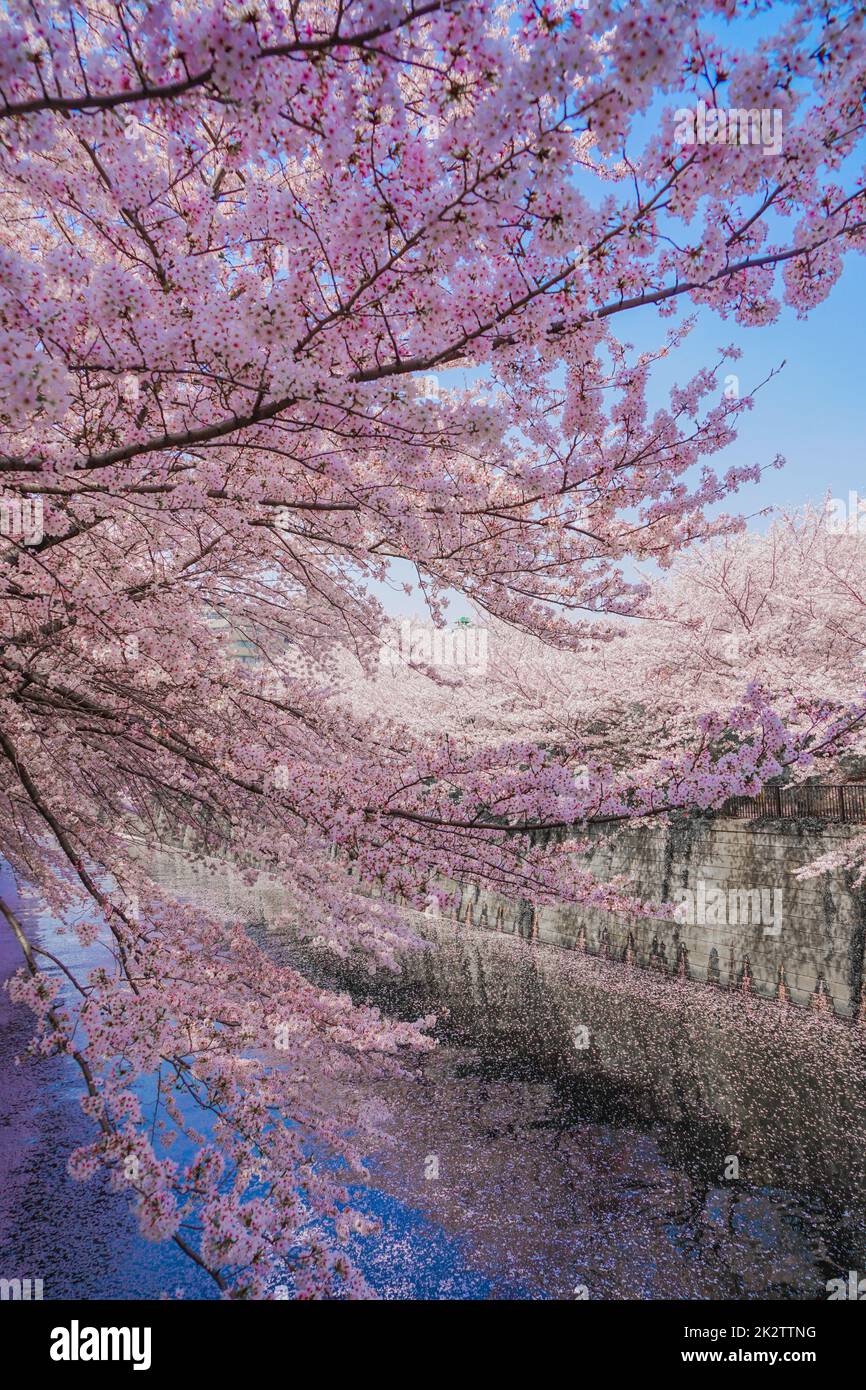 La rivière Meguro et les cerisiers en fleurs Banque D'Images