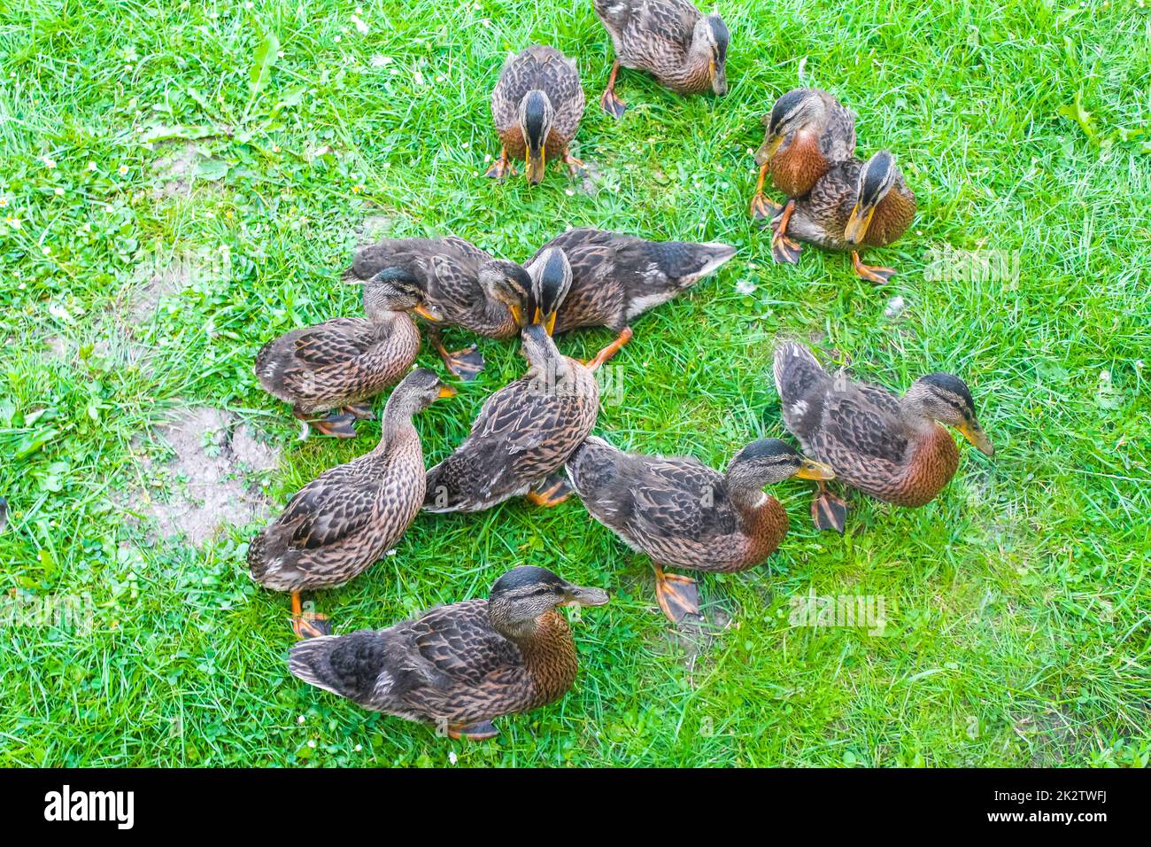 Canards colverts femelles mâles sur fond naturel d'herbe verte Allemagne. Banque D'Images