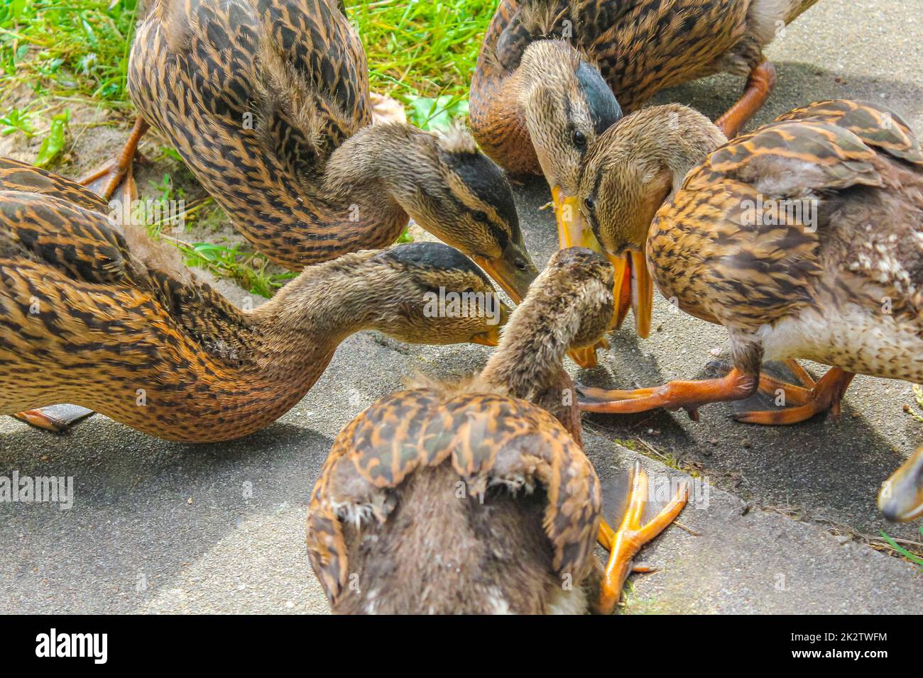 Canards colverts femelles mâles sur fond naturel d'herbe verte Allemagne. Banque D'Images