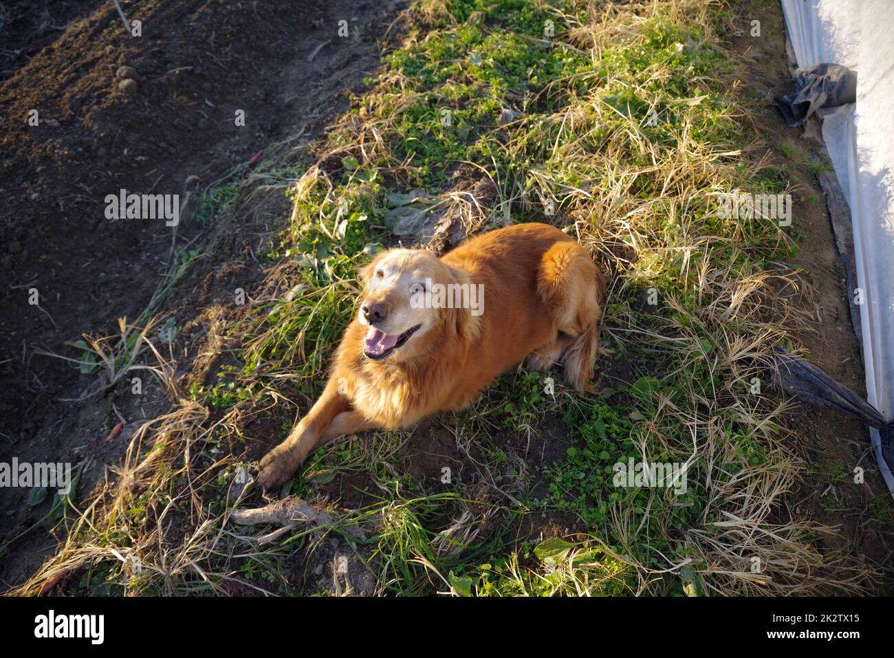 Bon chien de ferme Golden retriever repose dans un jardin de légumes biologiques Banque D'Images