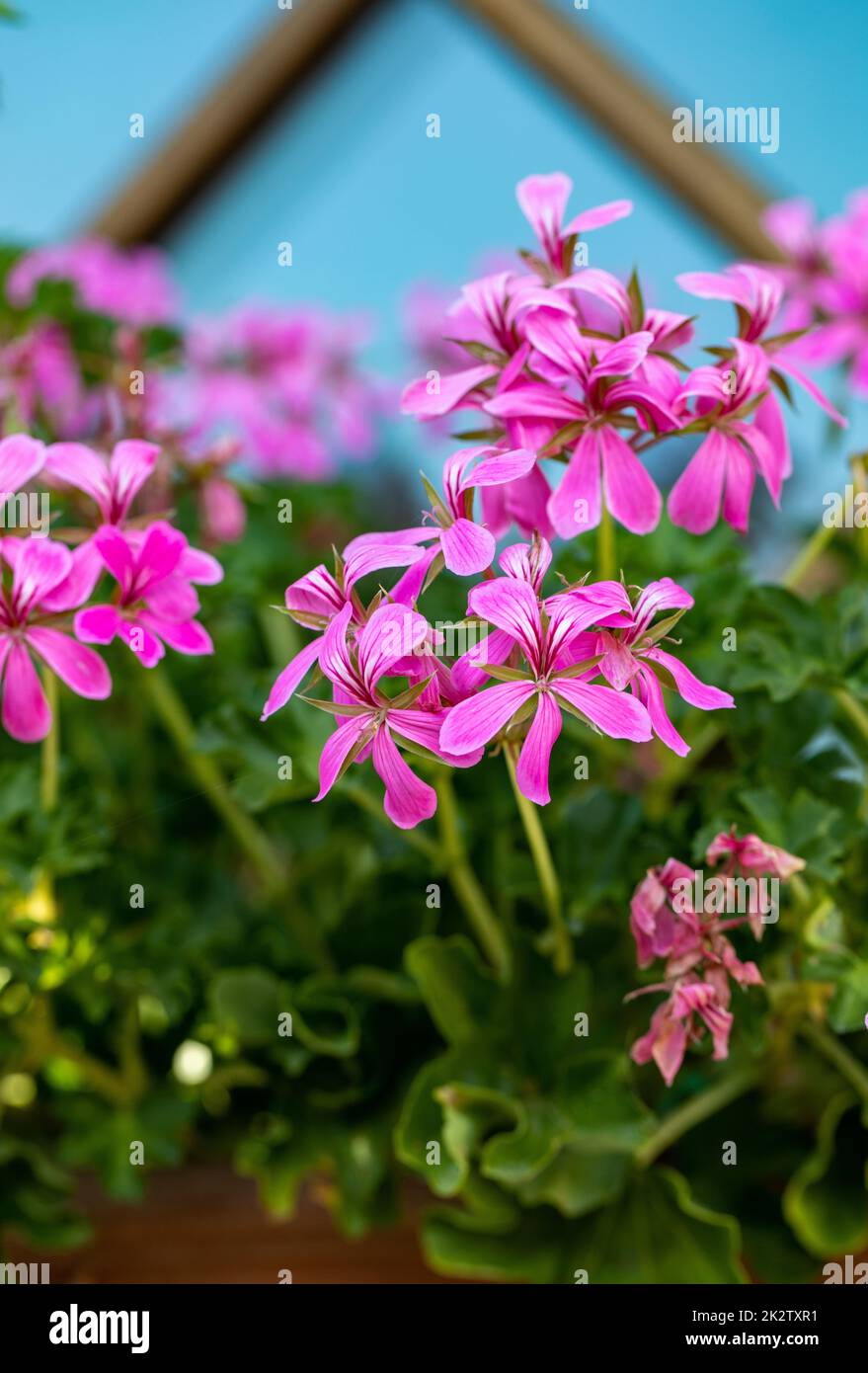 Fleurs de pélargonium communément connues sous le nom de géraniums, pélargoniums ou cibouleries Banque D'Images