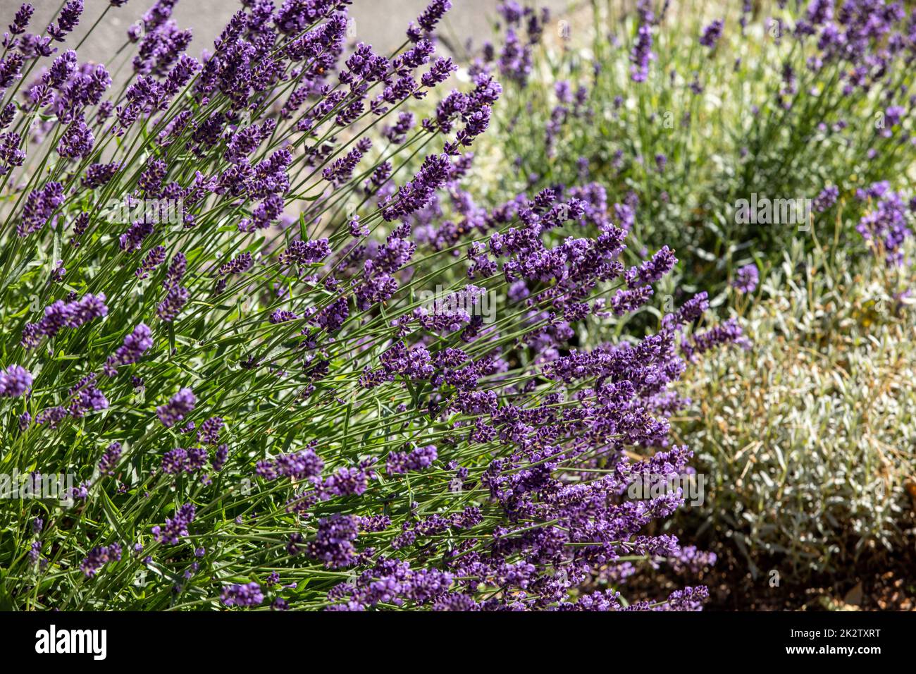 La floraison des fleurs de lavande en Provence, près de Sault, France Banque D'Images