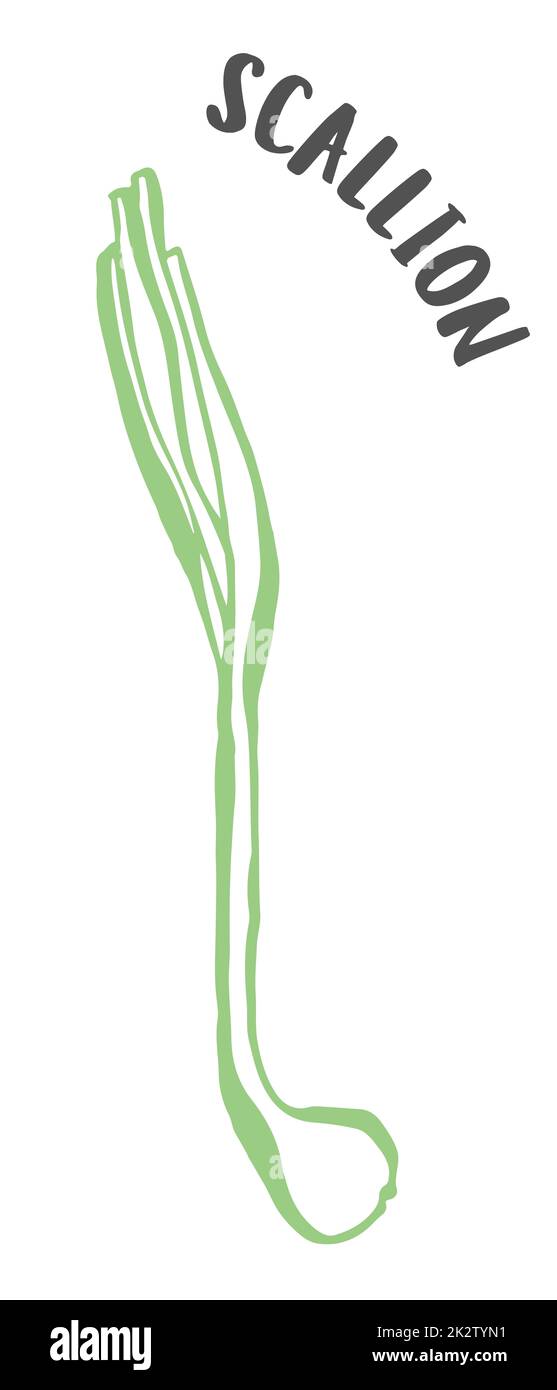 Oignon vert ou scallion peint à la main avec une brosse à encre isolée sur fond blanc Banque D'Images