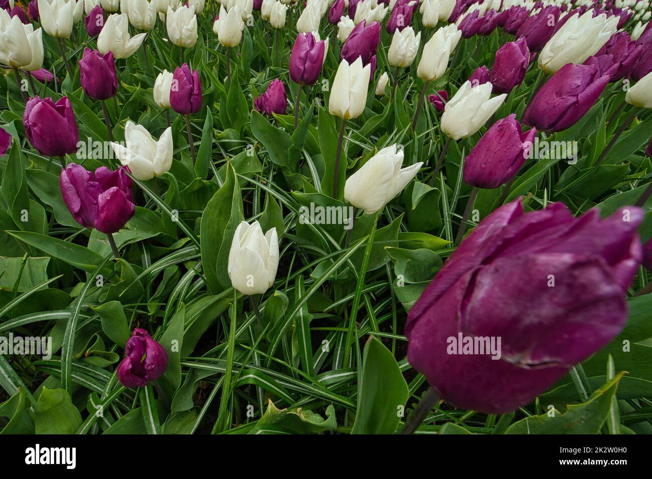 Gros plan de plusieurs tulipes en blanc et violet Banque D'Images