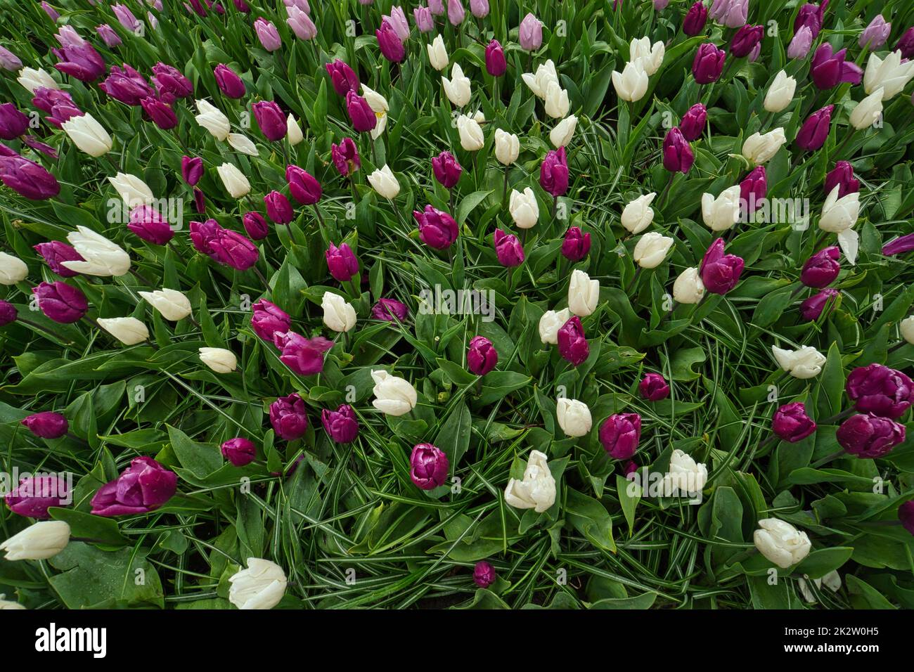 Tulipes en blanc et violet juste avant la floraison Banque D'Images