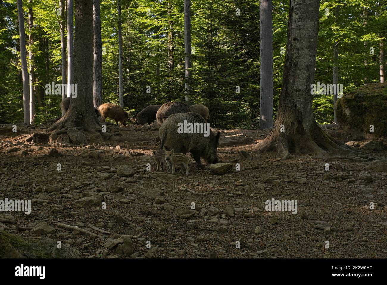 Sangliers en forêt avec deux jeunes sangliers Banque D'Images