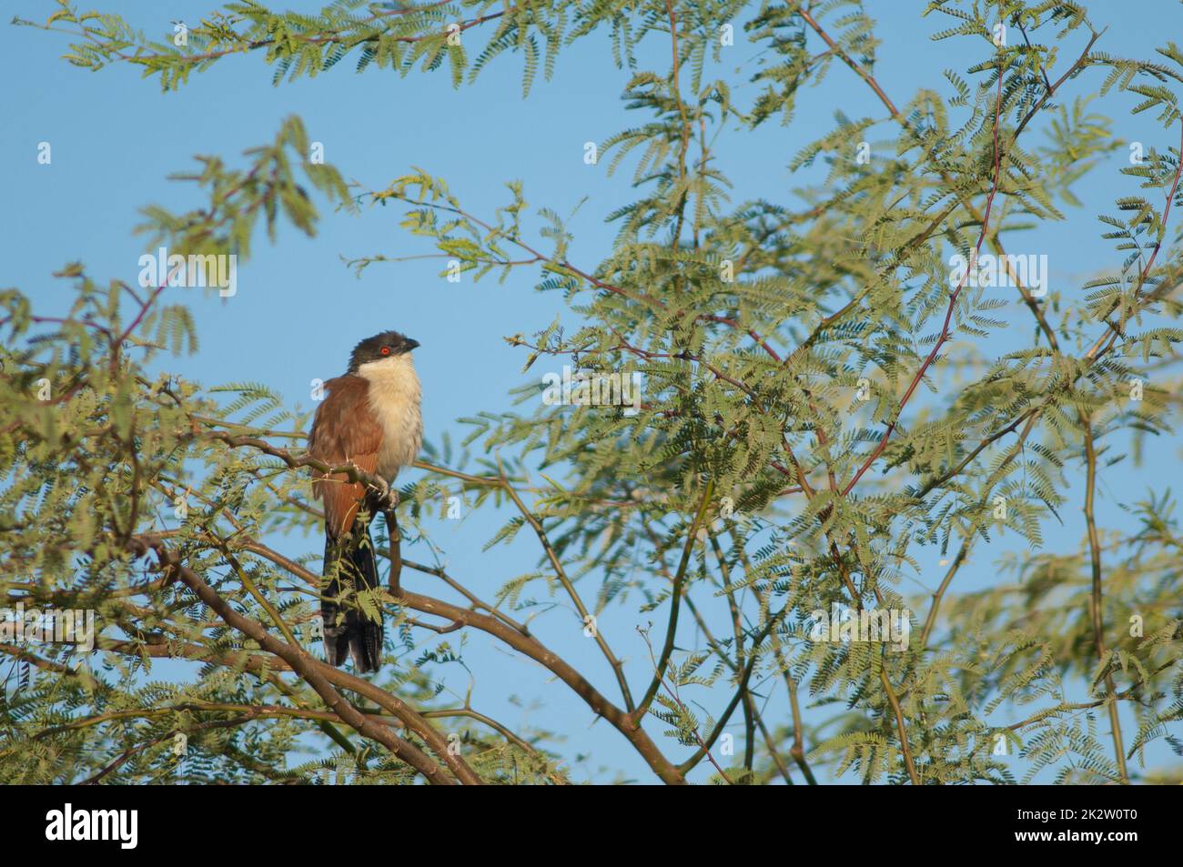 Sénégal coucal sur une branche de gomme acacia. Banque D'Images