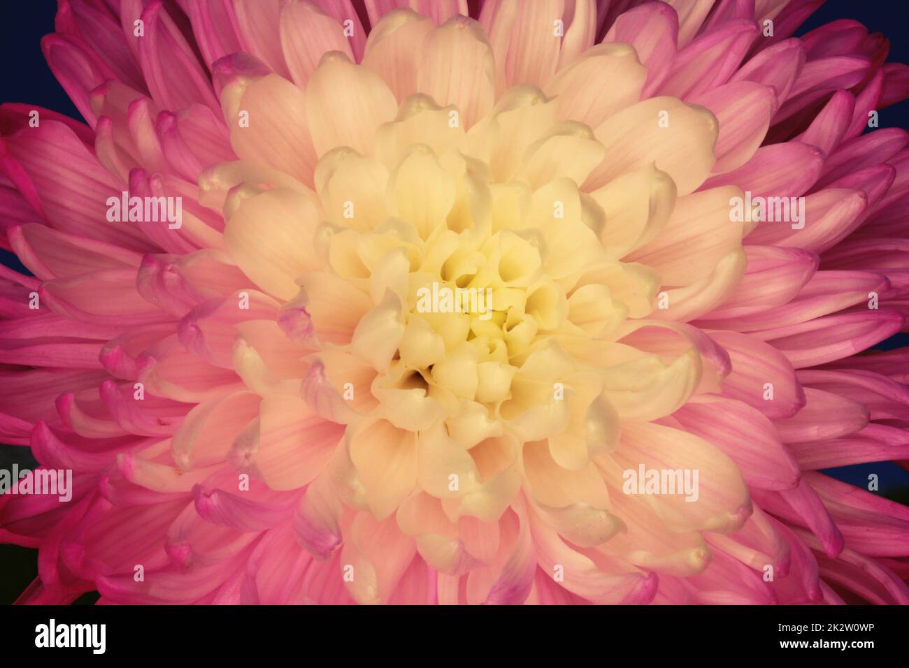 Fleur de chrysanthème rose et jaune gros plan Banque D'Images