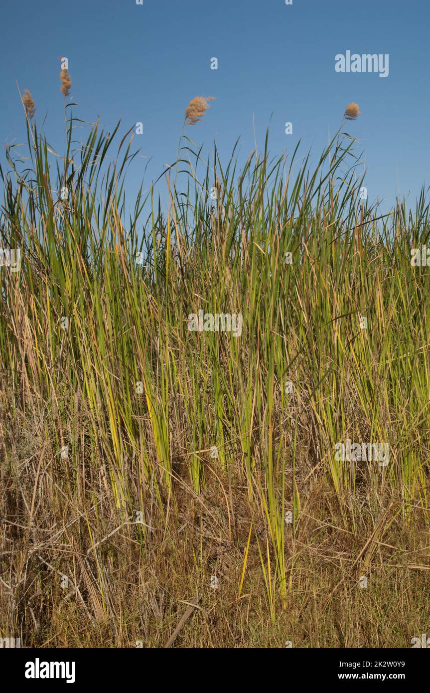 Catalotes dicotypha latifolia et roseaux communs Phragmites australis. Banque D'Images