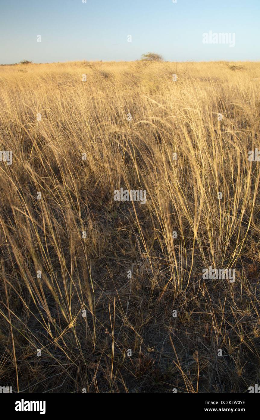 Prairie dans le parc national de Langue de Barbarie. Banque D'Images