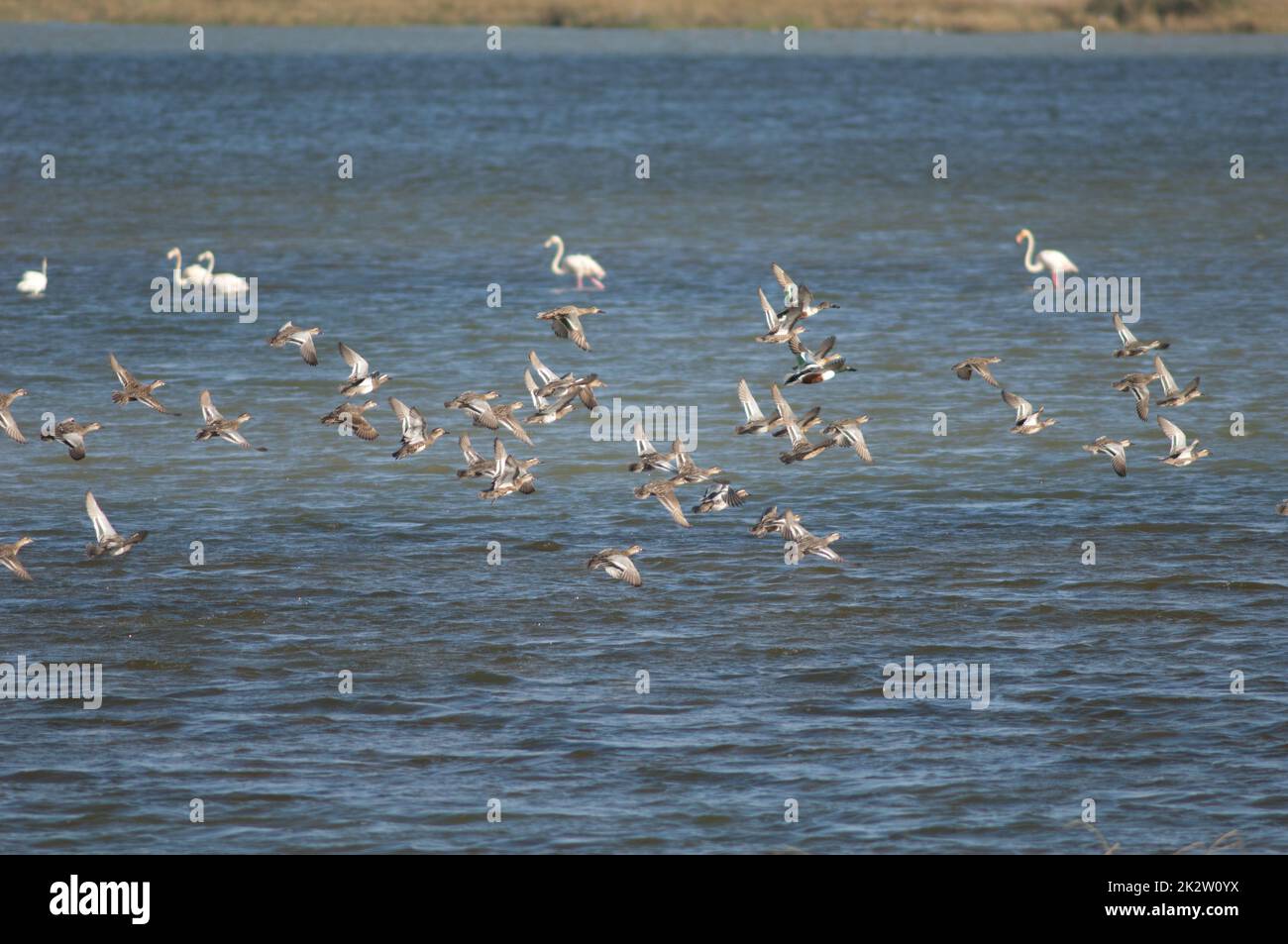 Troupeau de garganey et de pelles nordiques en vol. Banque D'Images