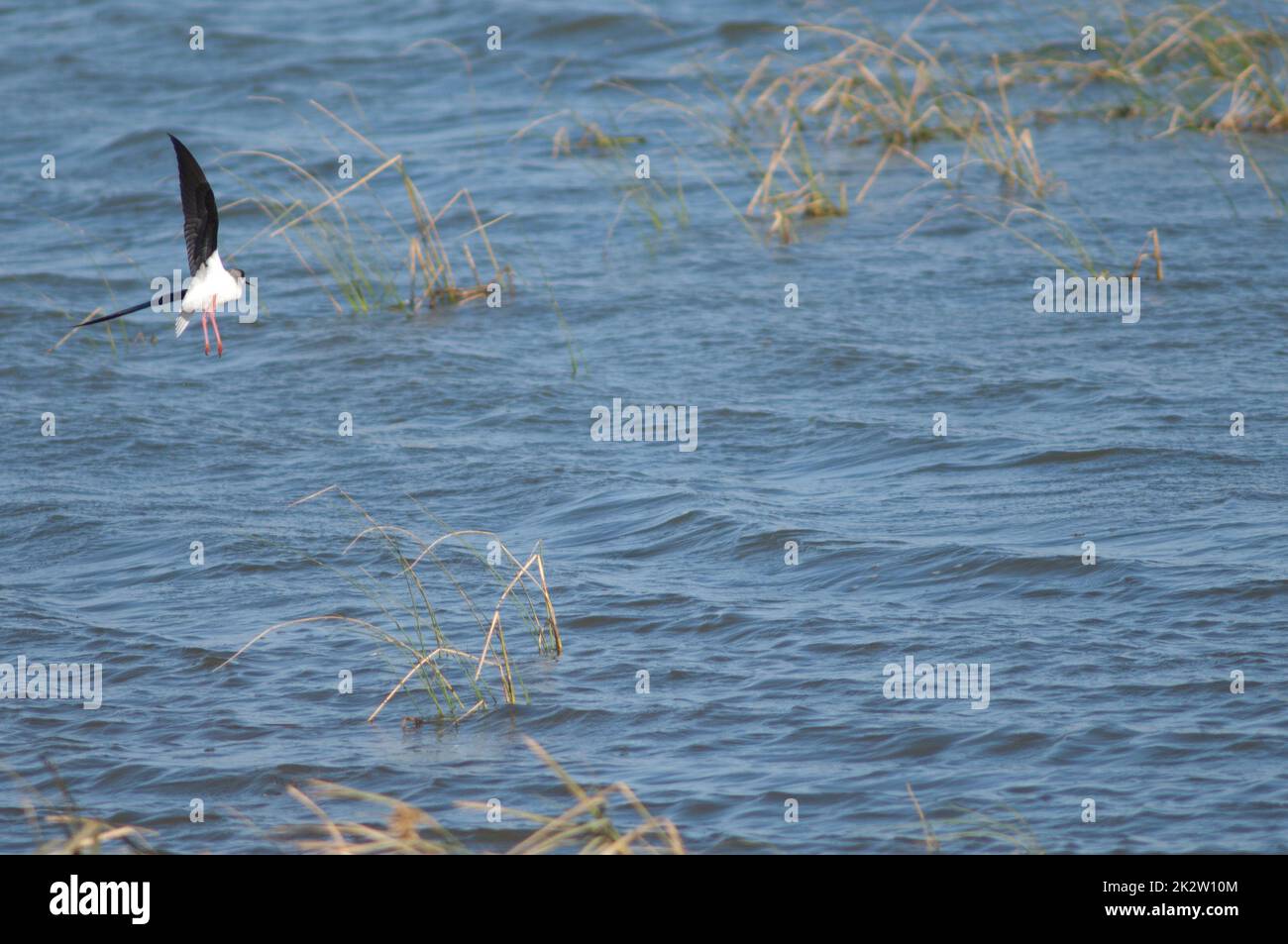 Pilotis à ailes noires au-dessus d'un lagon. Banque D'Images