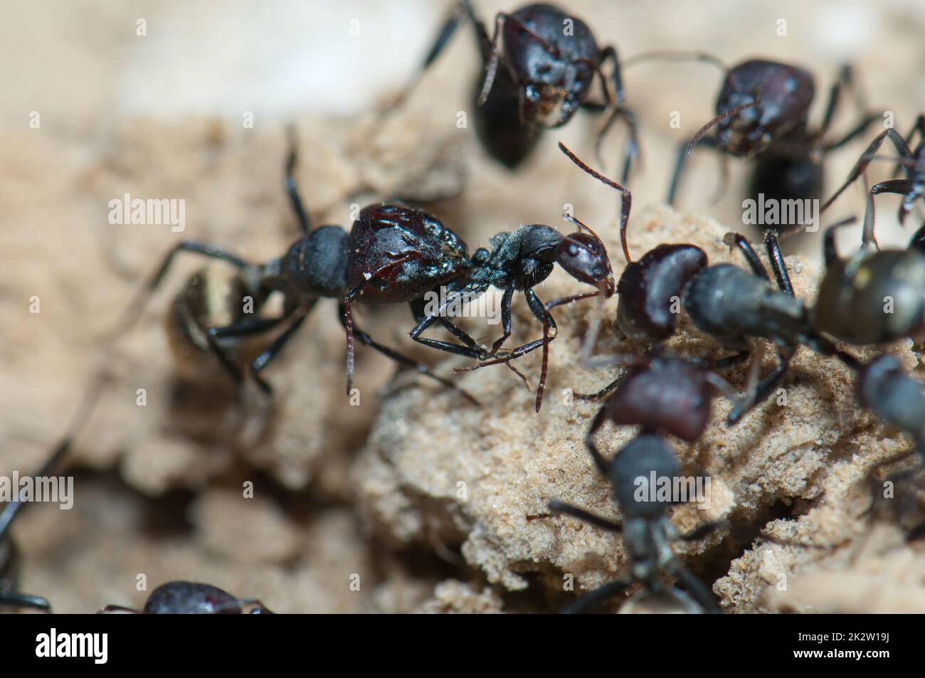 Fourmis doré Camponotus sericeus attaquant un autre. Banque D'Images