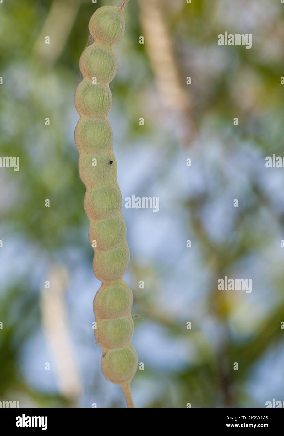 Gousse de gomme acacia dans le parc national des oiseaux du Djoudj. Banque D'Images