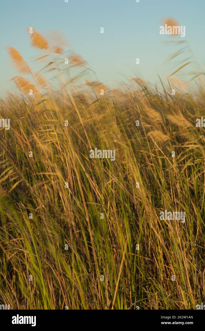 Les quenouilles à feuilles larges et les roseaux communs déplacés par le vent. Banque D'Images