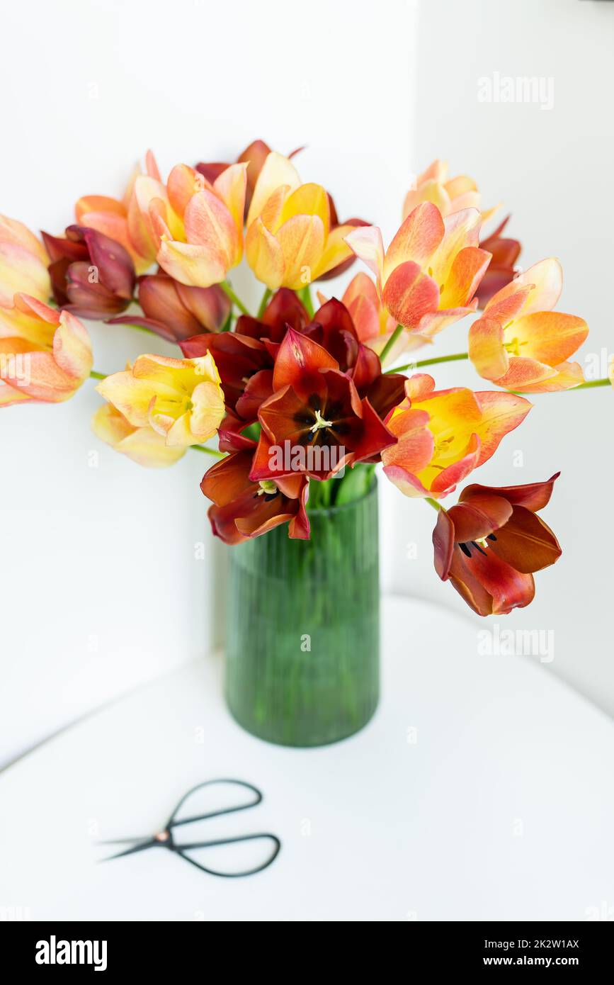 Un bouquet de tulipes rouges-jaunes fraîches dans un vase vert sur la table avec des ciseaux. Place pour une inscription. Banque D'Images