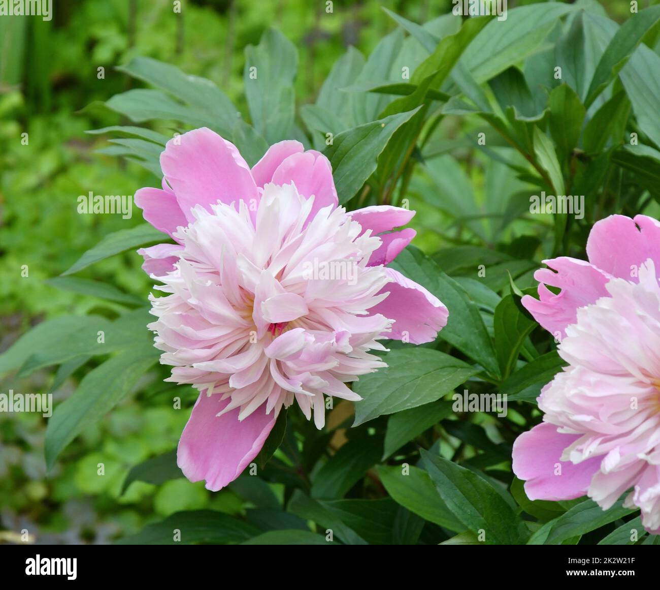 Fleur de pivoine (lat. Paeonia) de couleur blanc-rose Banque D'Images