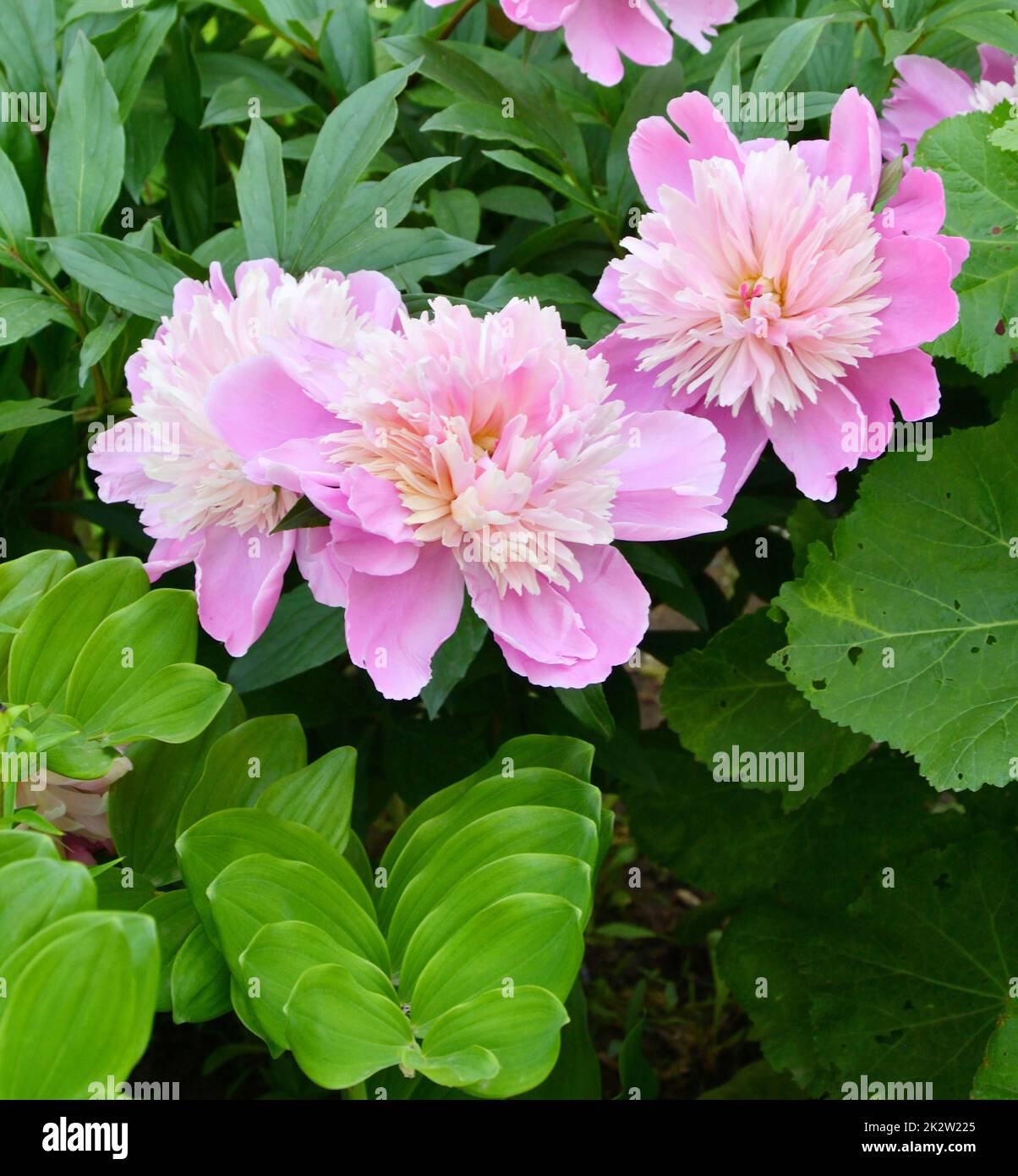 Fleur de pivoine (lat. Paeonia) de couleur blanc-rose Banque D'Images