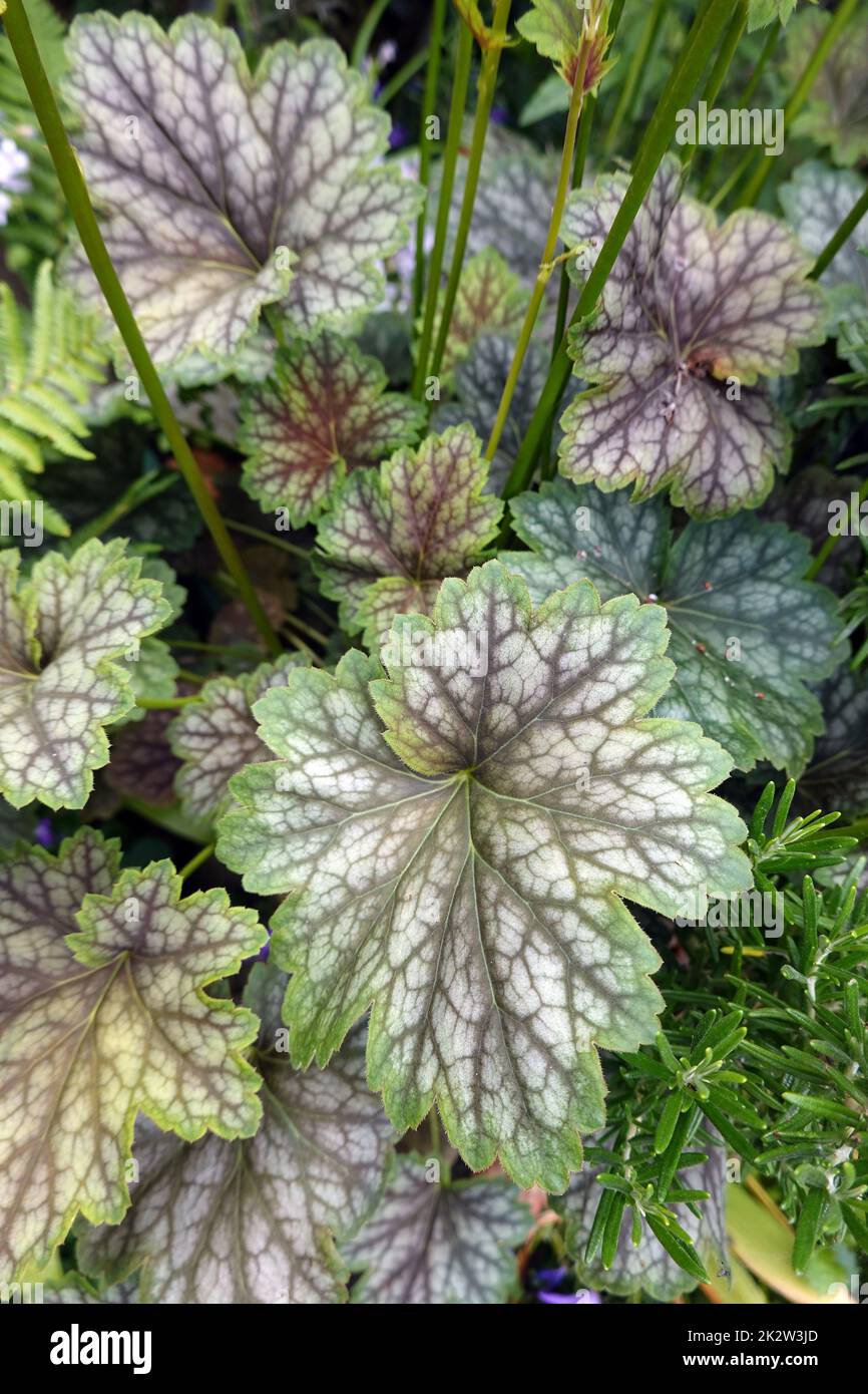 Heuchera hybride Banque de photographies et d’images à haute résolution
