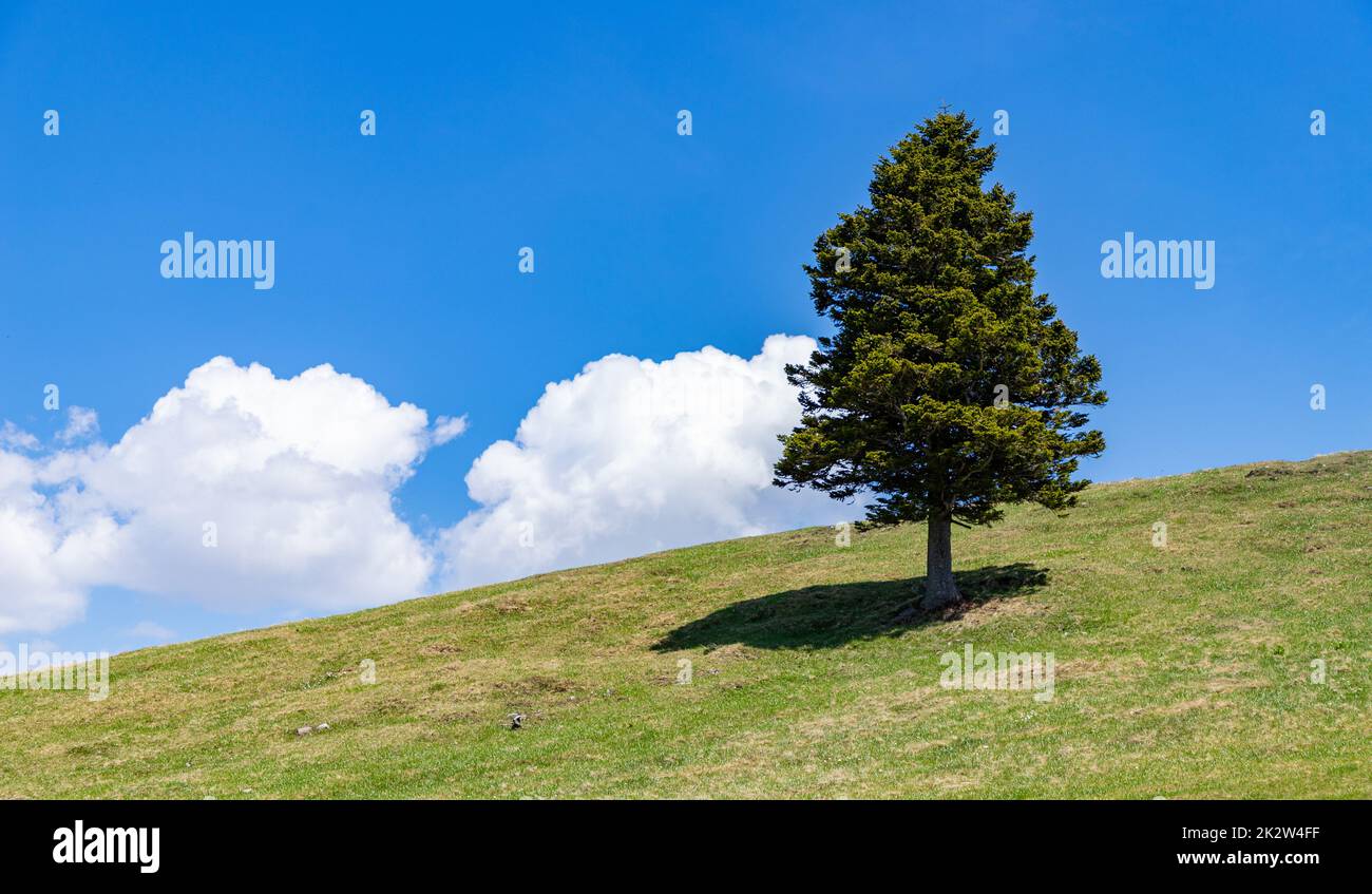 Arbre Solitaire Sur La Colline Banque De Photographies Et D images arbre-solitaire-sur-la-colline-banque-de-photographies-et-d-images