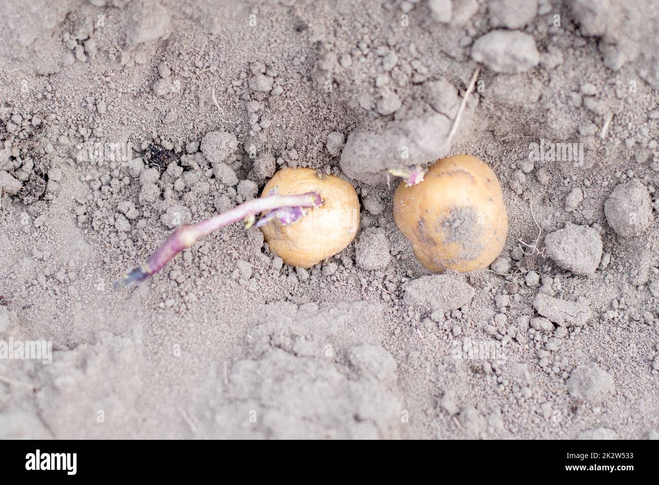 Le tubercule de pomme de terre a été germé dans le sol lors de la plantation. Mise au point sélective. Début de la préparation du printemps pour la saison du jardin. Gros plan du tubercule de pomme de terre dans un trou dans le sol. Pommes de terre de semence. Travail saisonnier. Banque D'Images