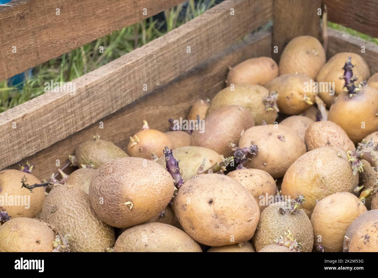 Pommes de terre à planter avec des pousses germées dans une boîte en bois. Pommes de terre anciennes de semence germées. Semis de tubercules de pommes de terre. Le concept de l'agriculture et du jardinage, de la culture et de l'entretien des légumes. Banque D'Images