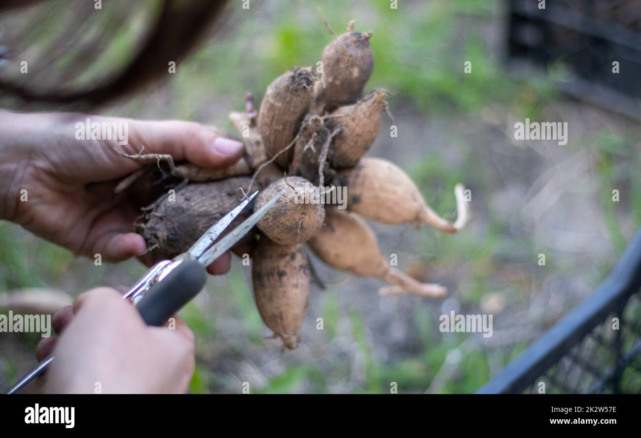 Le jardinier trie les tubercules dahlia. Soin des racines des plantes. Les tubercules Dahlia sur le sol avant la plantation. Planter un tubercule de dahlia germé avec des pousses dans un jardin de fleurs de printemps. Banque D'Images