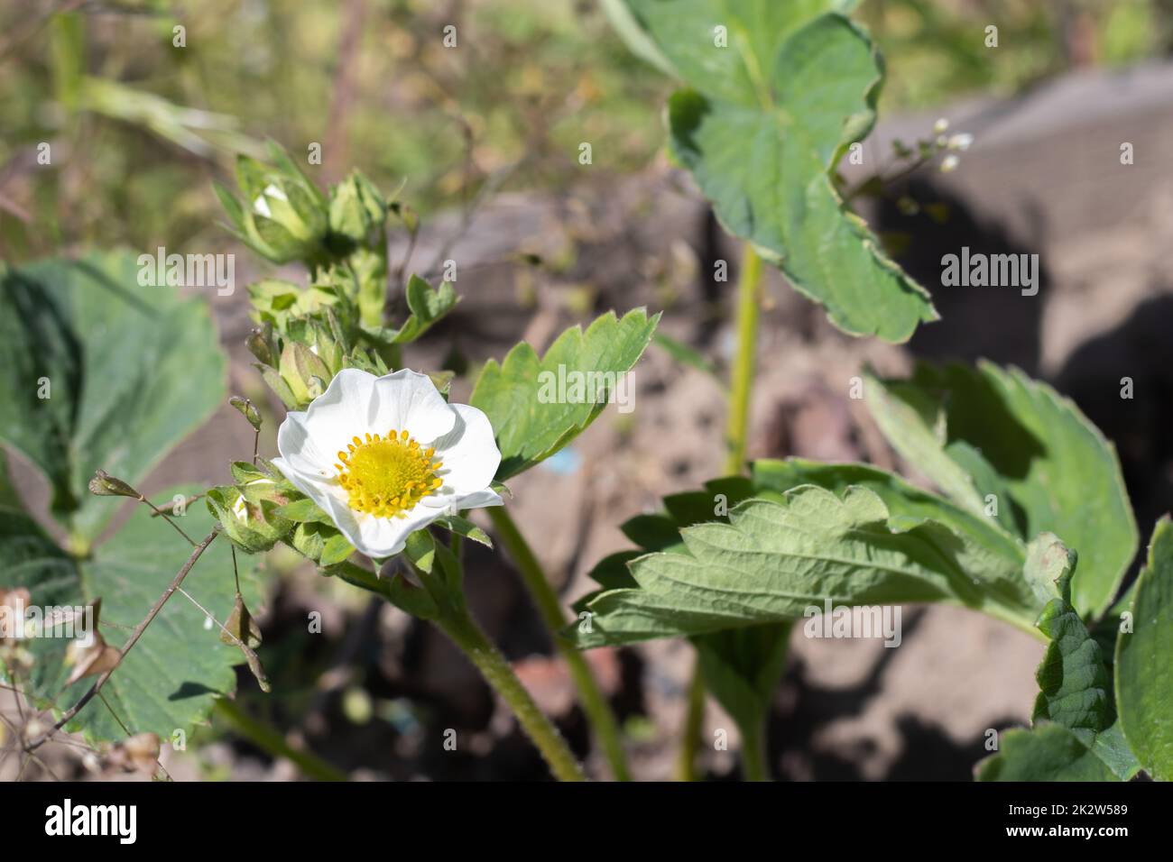 Les fraises fleuries printanières poussent dans le jardin. Fleurs de fraise blanc d'été. Plante de fraise en croissance dans le jardin. Fraises en fleurs. Le concept de l'agriculture biologique. Banque D'Images