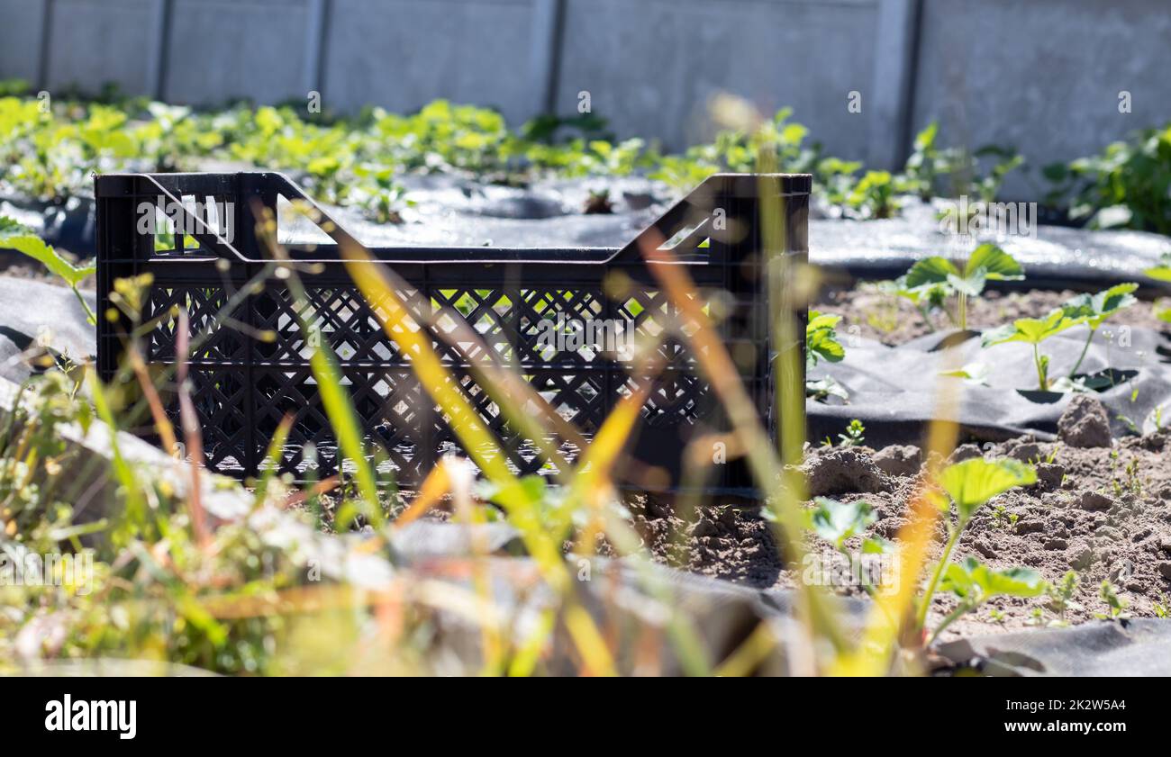 Boîtes noires vides en plastique empilées pour les plantes ou la récolte. Un jour ensoleillé au début du printemps. Concept de jardinage. Les boîtes de collecte et de stockage des cultures domestiques sont situées dans l'arrière-cour. Banque D'Images