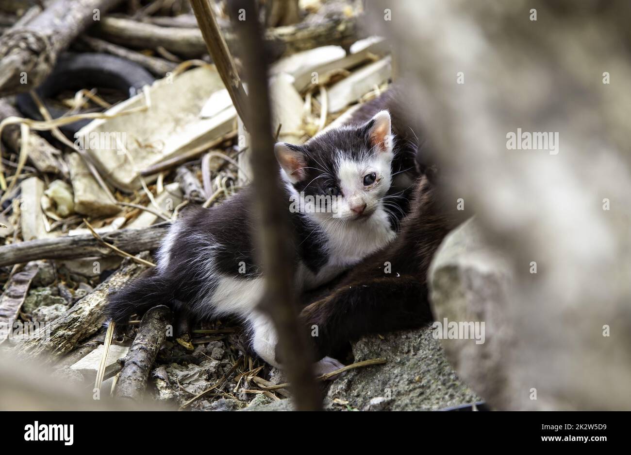 Chat abandonné chiot Banque D'Images