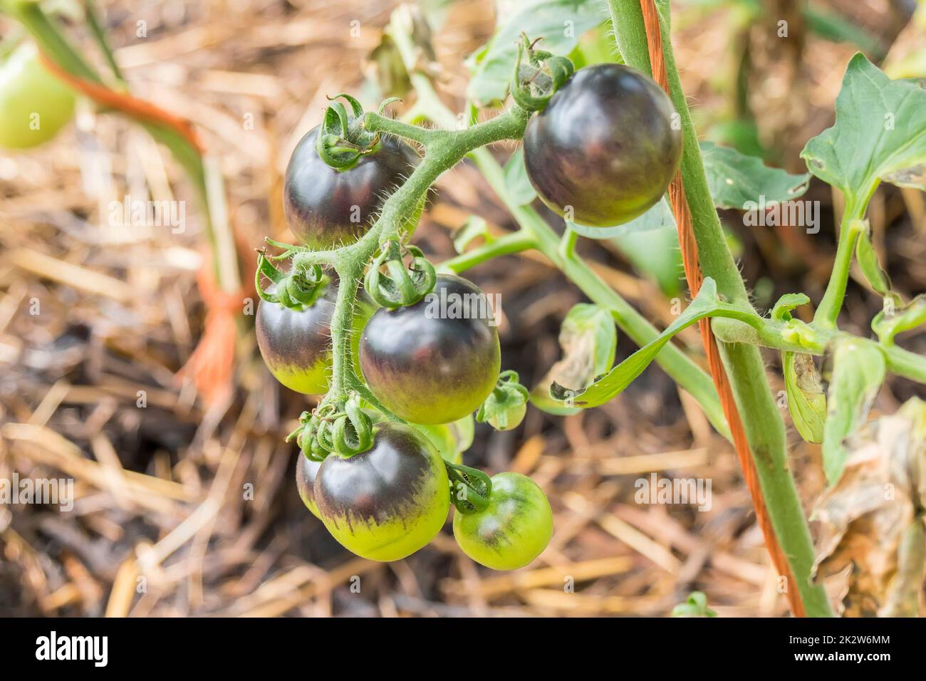 Tomate kumato bleue encore dans la brousse Banque D'Images