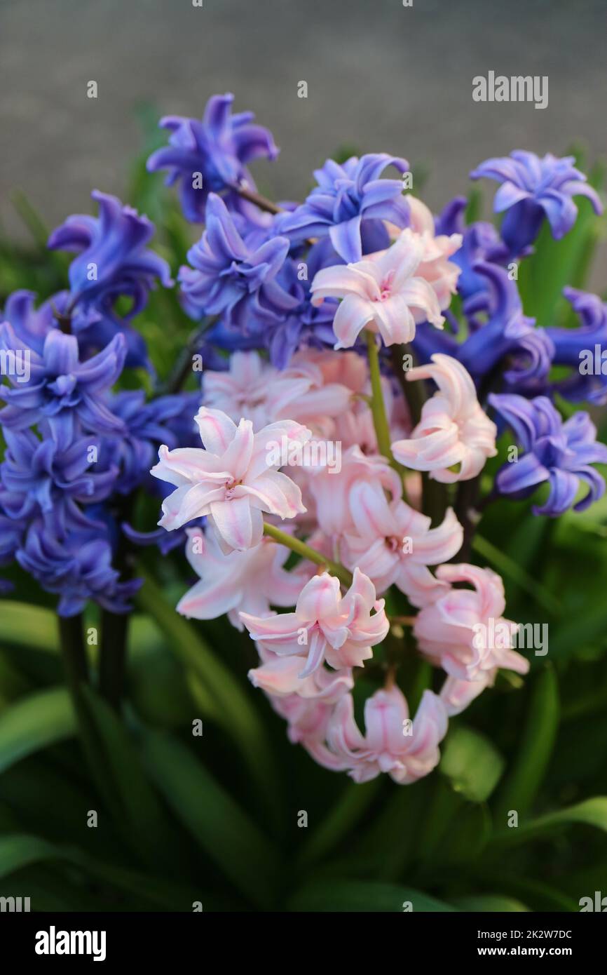 Jacinthe bleue et rose avec pétales doux et feuilles vertes, jacinthe en fleur dans le jardin, fleurs de printemps bleues et roses, jacinthe bleue et rose ma Banque D'Images