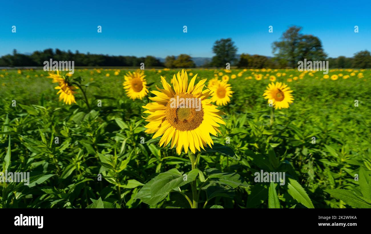 gelbe Sonnenblumen mit Bienen auf einem frisch grünen Feld. Sommer Panorama mit Blumen und Bienen an der Arbeit, blauer Himmel und Wald im hintergrund Banque D'Images