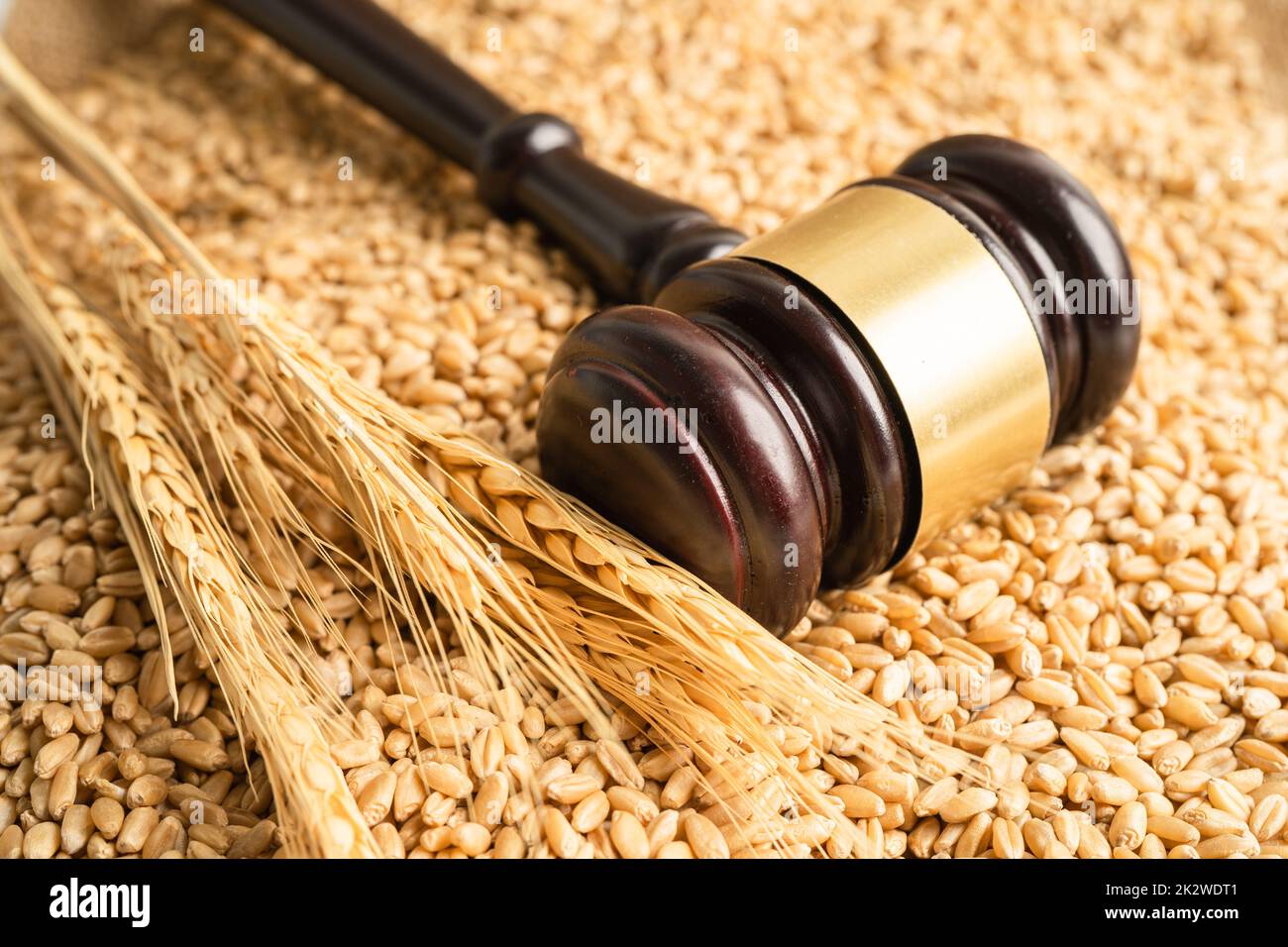 Juge marteau sur les céréales et les épis de blé de ferme agricole biologique. Banque D'Images