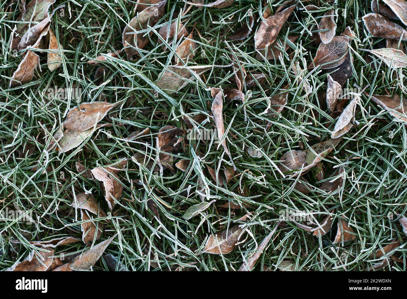 Premier gel d'automne. Image d'arrière-plan partiellement floue de l'herbe verte et des feuilles mortes jaunes recouvertes de givre blanc. Plante glacée verte du matin Banque D'Images