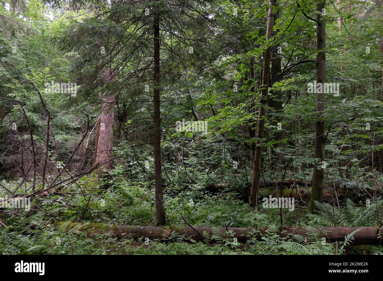 En été, forêt mixte humide avec arbres morts brisés Banque D'Images