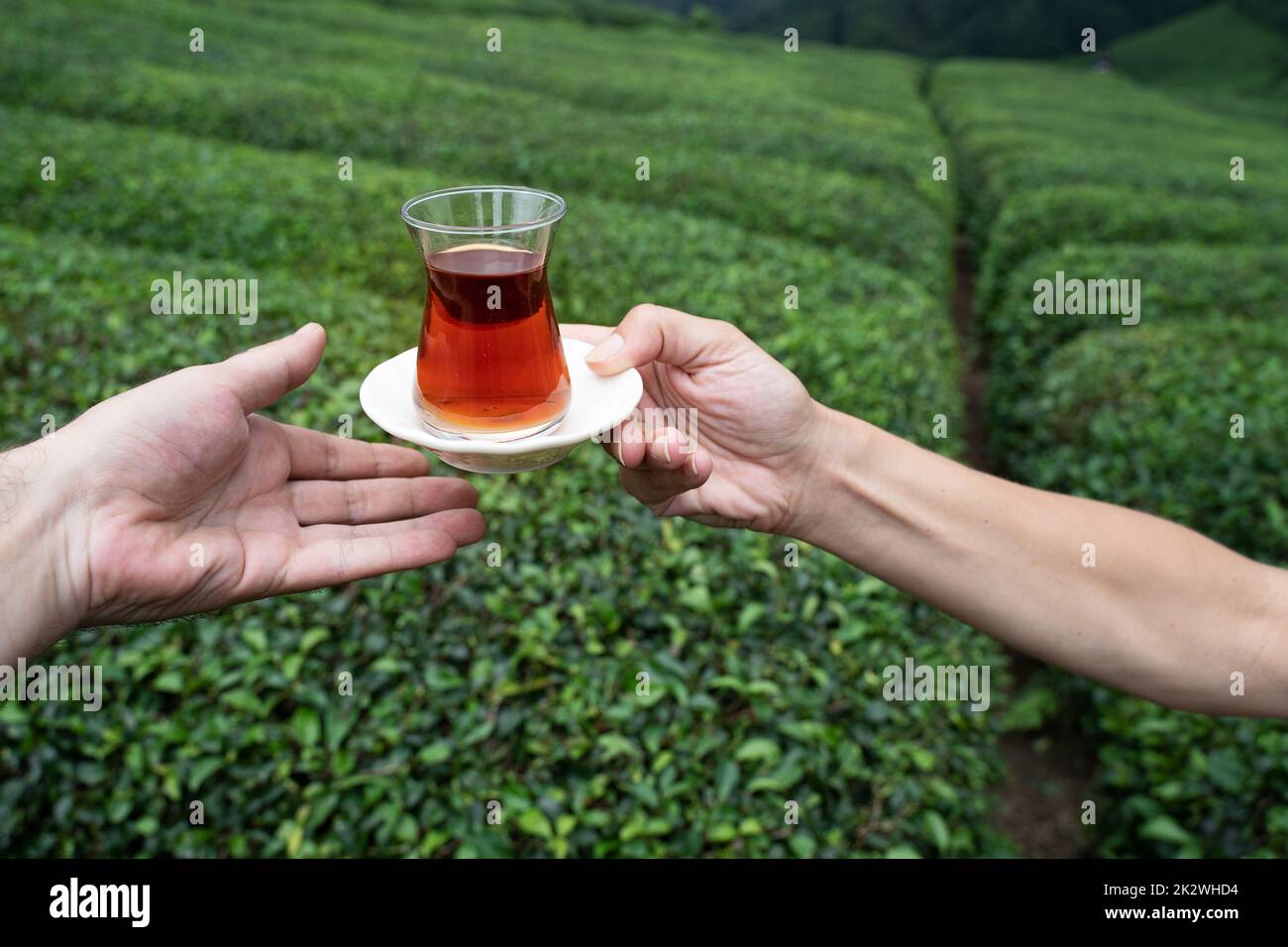 Vue de face de deux personnes en train de déguster un traditionnel verre de thé noir turc avec des rangées de plantations de thé sur des collines verdoyantes en terrasse dans l'arrière-gro Banque D'Images
