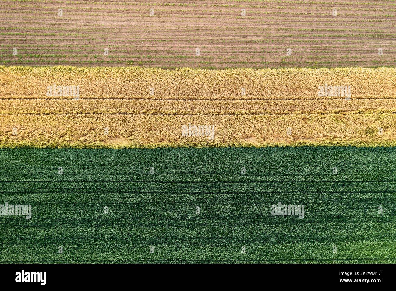 champs de maïs et de grain Banque D'Images