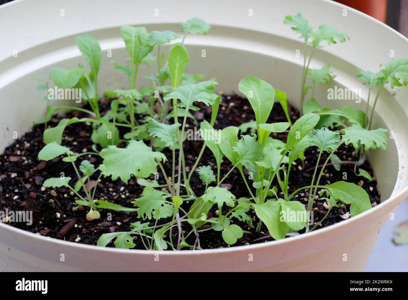Variété mesclun plantules de laitue poussant dans le sol de potage à l'extérieur Banque D'Images