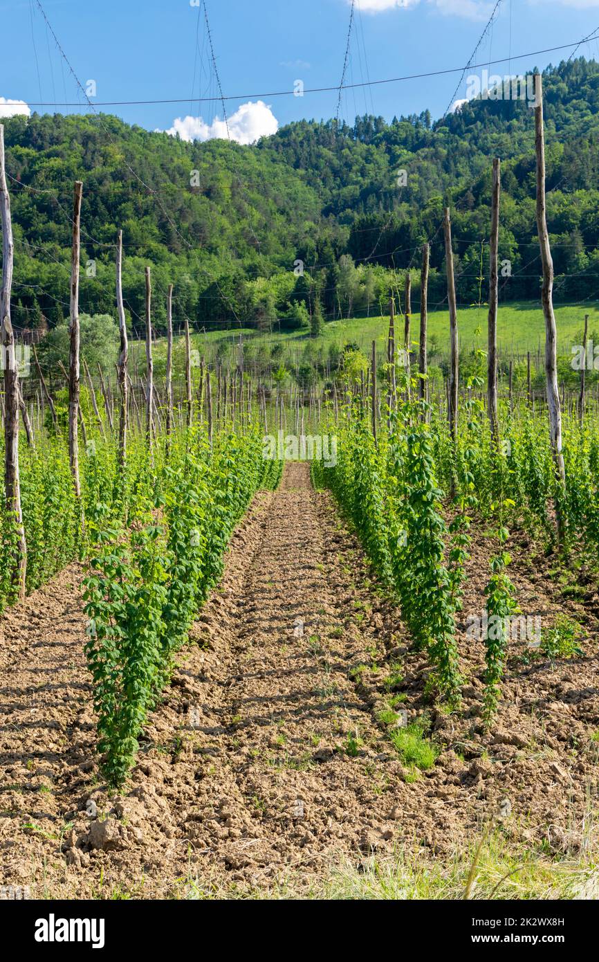 Hop jardin au printemps, Styrie, Autriche Banque D'Images