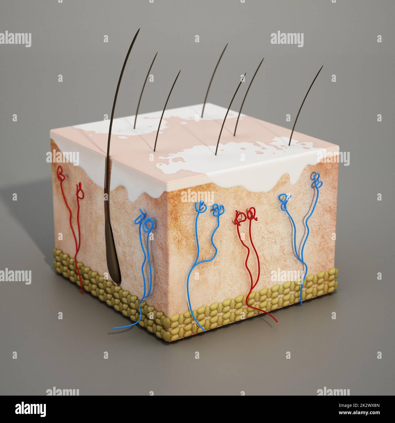 3D structure d'une section de peau humaine avec la maladie de vitiligo. 3D illustration Banque D'Images